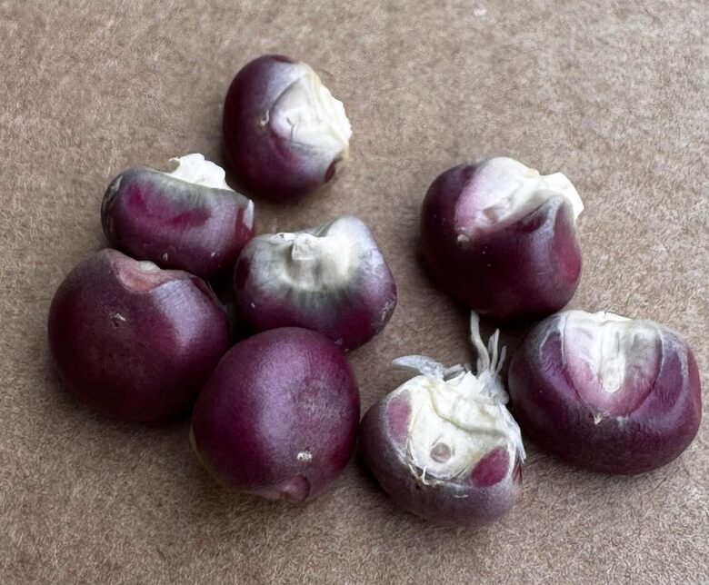 Kukurūza "Mandan Red Clay" 5 sēklas